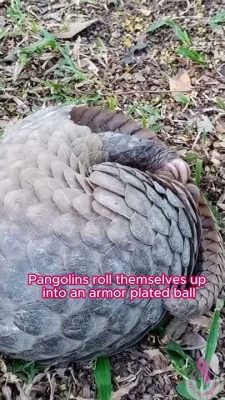 ¿Por qué el Pangolin es un animal tan escurridizo? Un viaje a la leyenda filipina del siglo XI